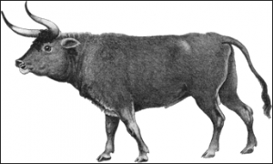 Bos taurus is a basic type which represents cattle in general, and apparently the species from which most of our modern cattle descended. Its remains have been identified from a number of archaeological sites including some from the Yucatan Peninsula. This figure comes from Amazonwiki.
