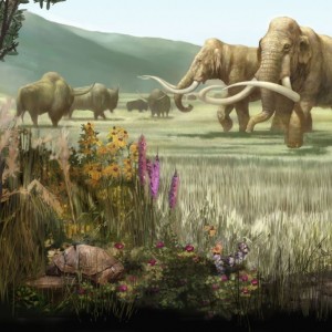 Figure 5 This figure of a late Pleistocene landscape in North America shows two Columbian mammoth on the right with extinct bison on the left in the background. Good evidence shows that these extinct forms were contemporaneous with man on this continent. Illustration from Karen Carr in North American Pleistocene landscape.                     