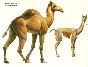 Figure 6 Two extinct species of llama (a type of camel) are shown here. Either could conceivably be a “Curelom” or “Cumom” as explained in the text. Both are known from Mesoamerica and probably existed when men came into this region. Illustration courtesy of the George C. Page Museum in Los Angeles, California.              