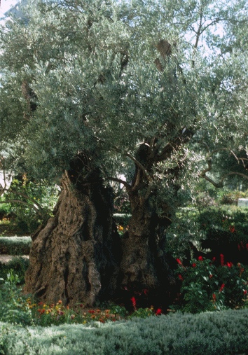 Olive Tree, Traditional Site of the Garden of Gethsemane