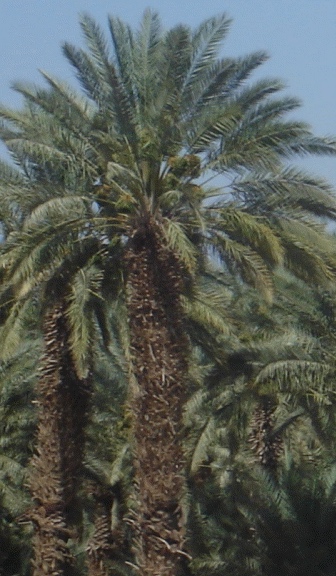 Palm Tree Near the Dead Sea